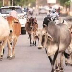 शहर से लेकर गाँव तक आवारा गौवंश का आतंक, नहीं शुरू हुआ पकड़ने का अभियान