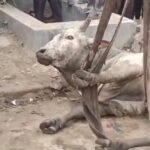 कुएं में गिरा गोवंश, बड़ी मशक्कत के बाद निकाला गया